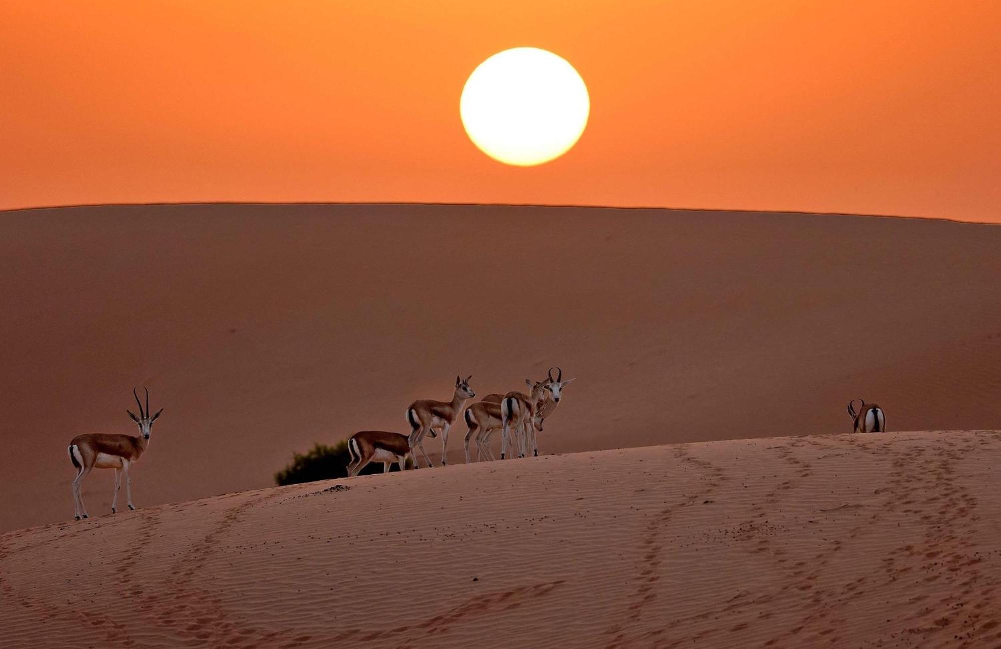 Luxury tent Dubaicanam Camp *