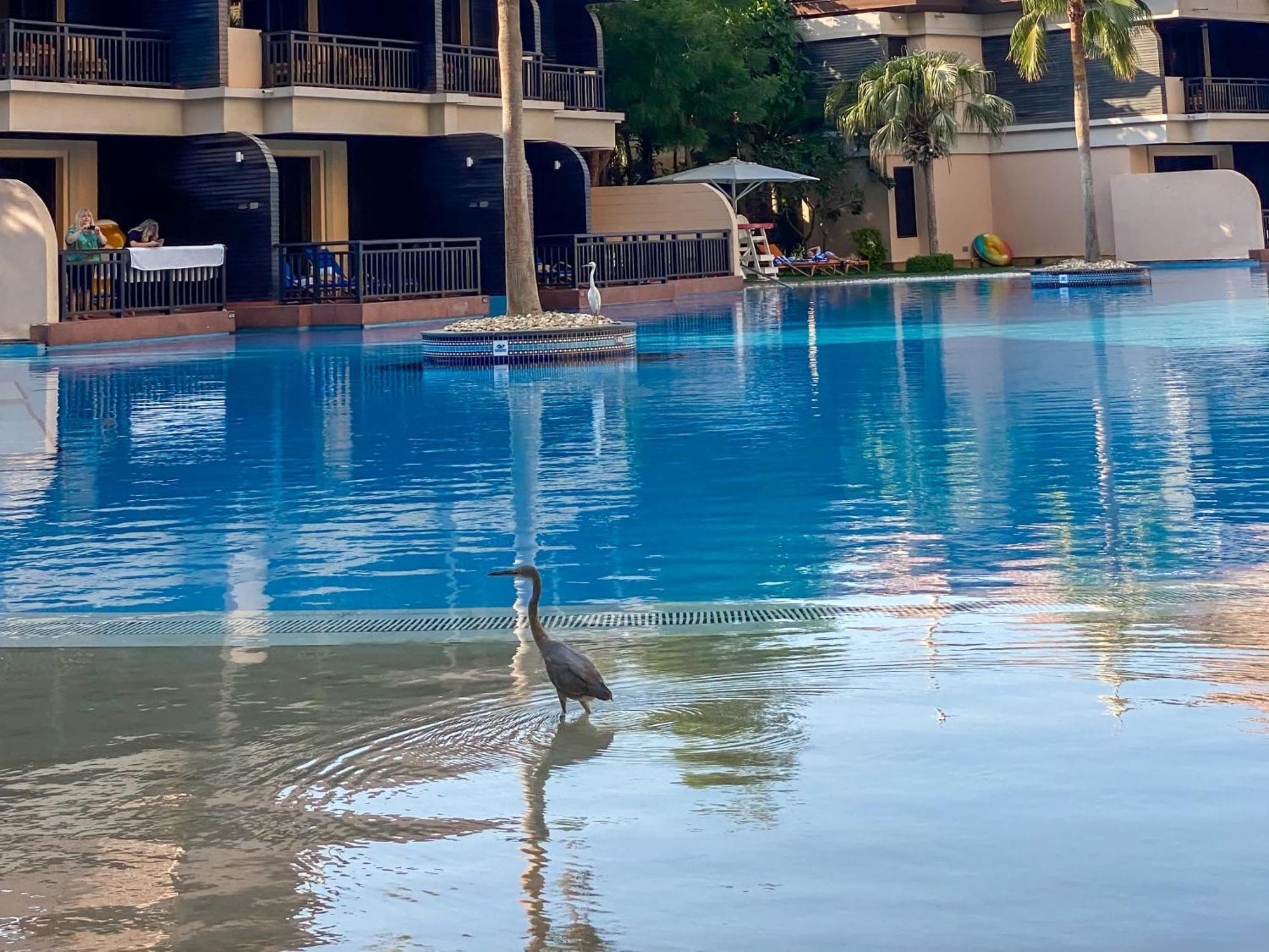 Elegantly Renovated 1br At 5 Star * Dubaï