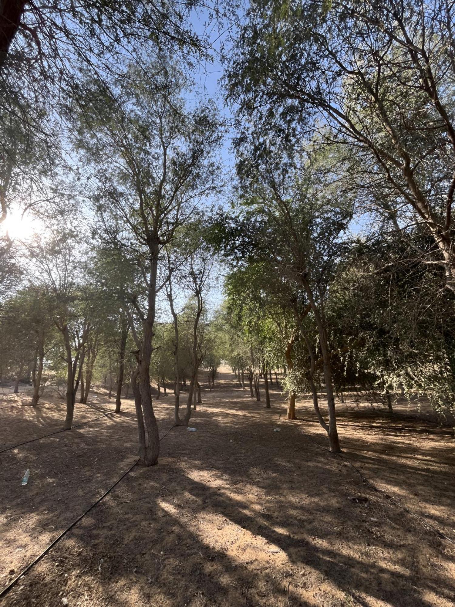 Camping Sahara & *